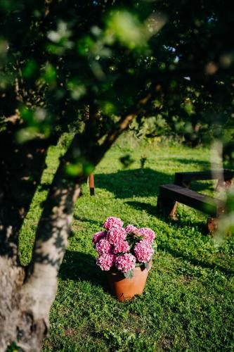a pot of pink flowers sitting next to a bench at Tenuta Le Tre Rose in Vibonati