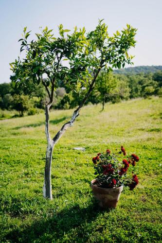 a small tree and a pot of flowers in a field at Tenuta Le Tre Rose in Vibonati
