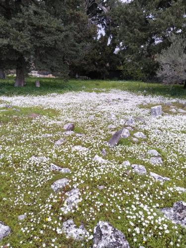 a field of white flowers in a field of rocks at ŞAH apart in Kemer