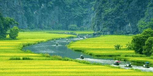 a group of boats on a river in a field at Tam Coc Hope House in Ninh Binh