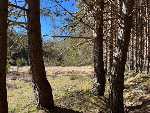 a group of trees in a field with grass at Alojamiento esqui montaña Cofiñal in Cofiñal