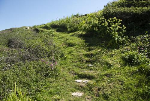a grassy hill with flowers and weeds on it at The Perch Studio in Polzeath