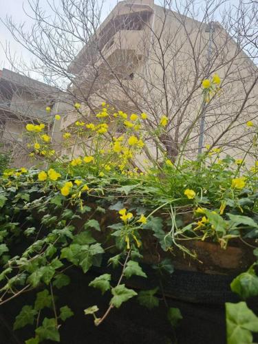 a bunch of yellow flowers in front of a building at Tra Mare e Terra Reggio Calabria in Lazzaro
