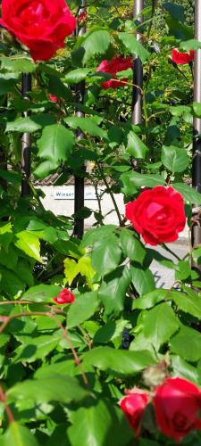 a group of red roses with green leaves at Marlingsuites - Vinea - Wieser Josef - Marling in Marlengo