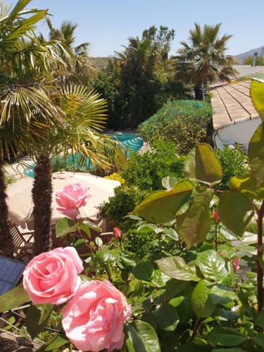 a garden with pink roses and a swimming pool at Cortijo Paraiso in Cúllar de Baza