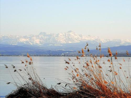 a view of a lake with mountains in the background at Bodensee Bungalow in Immenstaad am Bodensee