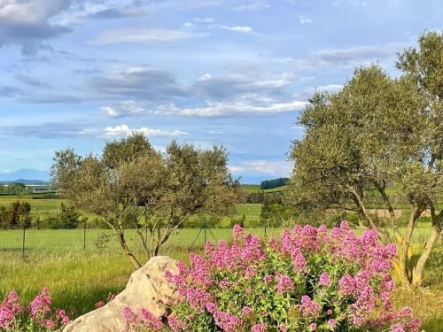 a field with pink flowers and trees and a rock at Villa des Antonins in Saint-Gilles