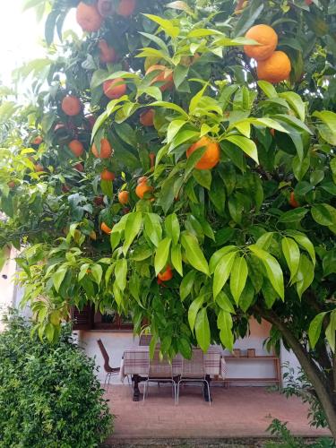 Κήπος έξω από το Casa Pratolungo