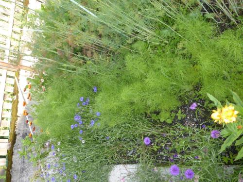 a garden with purple flowers and green grass at Schwaighof in Oberau