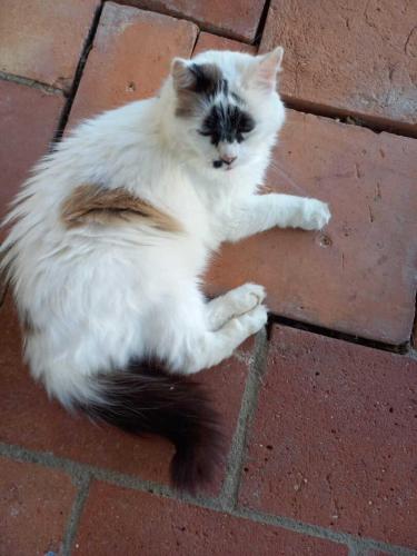 a black and white cat laying on the ground at Le chinchilla in Gaillac