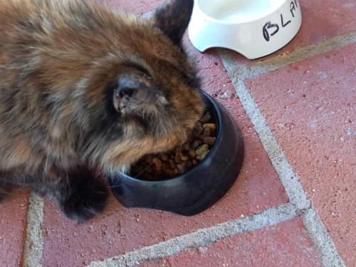 a cat eating food out of a bowl of food at Le chinchilla in Gaillac