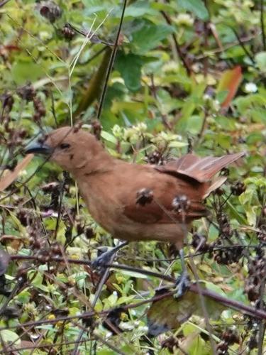 a brown bird standing on a tree branch at Eco Hotel Birdland en Buga Valle in Buga