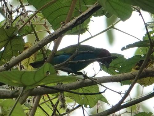 a blue bird sitting on a tree branch at Eco Hotel Birdland en Buga Valle in Buga