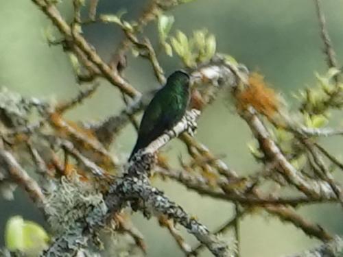 a green bird perched on a tree branch at Eco Hotel Birdland en Buga Valle in Buga