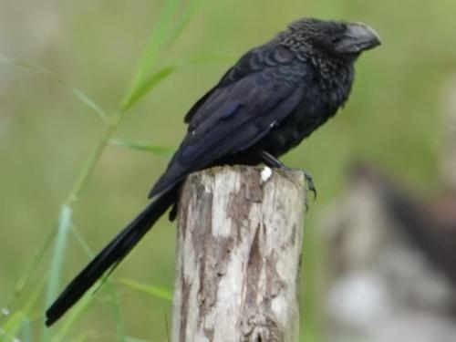 a black bird sitting on a wooden post at Eco Hotel Birdland en Buga Valle in Buga