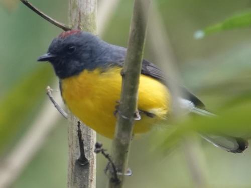 a yellow and black bird sitting on a tree branch at Eco Hotel Birdland en Buga Valle in Buga