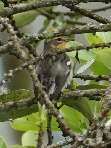 a bird sitting on a branch of a tree at Eco Hotel Birdland en Buga Valle in Buga