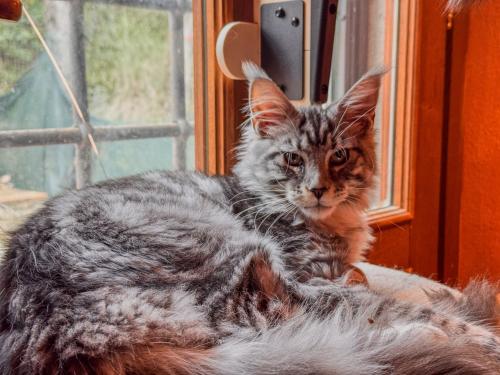 a cat laying on a bed in front of a window at Ferienwohnung Fortuna del Lupo mit Pool und Aussicht in Subbiano