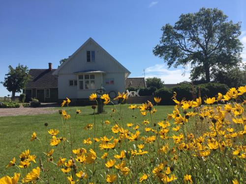 a field of yellow flowers in front of a house at Lyckås Gårds Gästboende in Höganäs