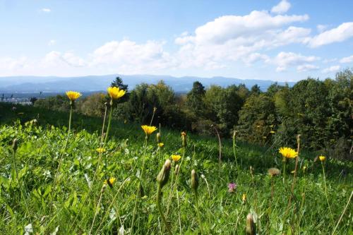 a field of flowers in a grassy field at Landloft in Sausal