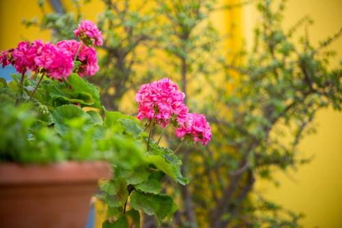 a bunch of pink flowers in a pot at AnnaDes Apartments & Studios Chios in Karfas