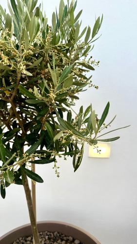 a plant with green leaves in a pot at Nina Mia in Fasano
