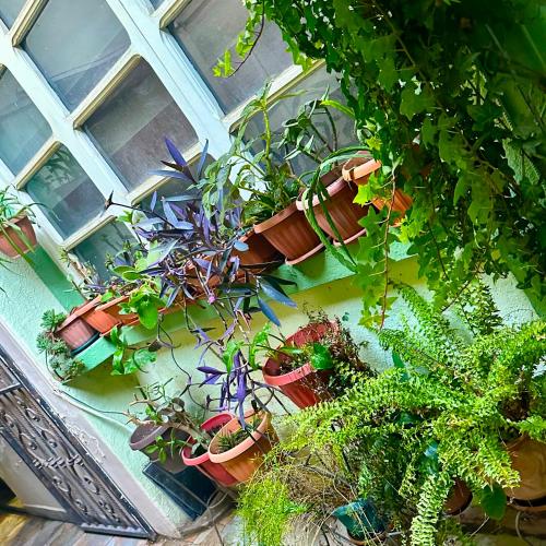 Сад в habitación relax, hermosos peces y plantas