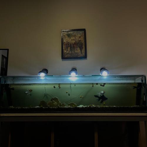 Фотография из галереи habitación relax, hermosos peces y plantas в городе Кочабамба