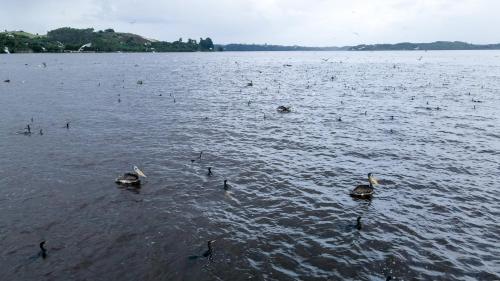 a group of ducks swimming in a large lake at Lodge playa pupelde, Ancud in Mecura