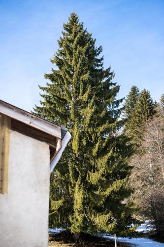 a large pine tree in front of a house at La Montagne devant in Provence