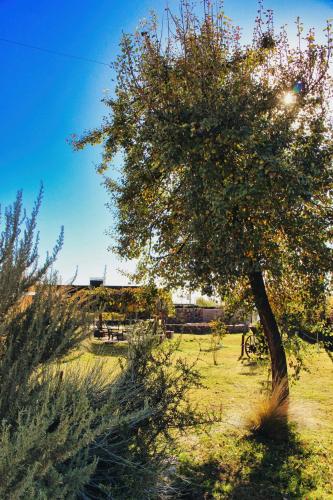 a tree in the middle of a field at Alojamiento Traslaviña in Vista Flores