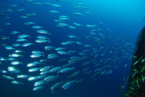 a large group of fish in an aquarium at Djibouti Palace Kempinski in Djibouti