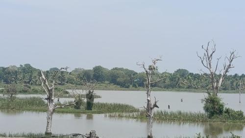 a large body of water with trees in it at Sandaliya Rest - සඳලිය රෙස්ට් in Mailagamuwa