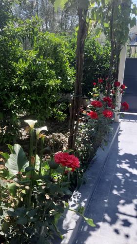 a garden with red flowers and trees and a sidewalk at Guest House Emi in Berat