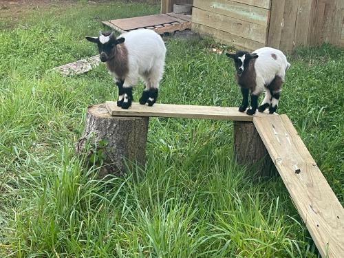two sheep standing on top of a piece of wood at The Yellow Retreat in A dos Cunhados