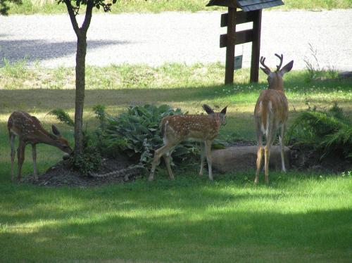 a group of deer standing in the grass at End of the road B & B in Cranbrook