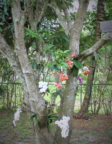 a tree with flowers growing out of it at Royal Palms Villa, Pool, Spa, Private Gate, 1,5 acre in Delta