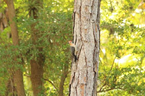 a bird is standing on the side of a tree at Royal Palms Villa, Pool, Spa, Private Gate, 1,5 acre in Delta