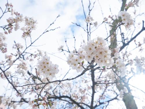 a close up of a tree with white flowers at Hotel Fukui Castle - Vacation STAY 58692v in Fukui