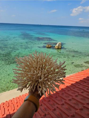 a person holding up a plant in front of the ocean at Mũi Dinh Hotel in Phan Rang
