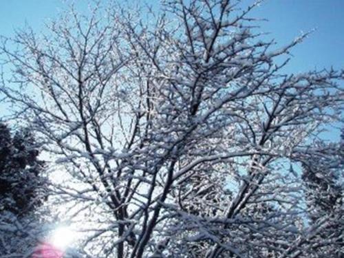 a tree covered in snow with the sun behind it at Yuzawa New Otani in Yuzawa