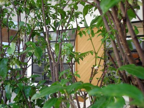 a group of trees in front of a building at Silom Studios in Bangkok
