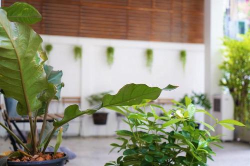 a plant in a blue pot next to other plants at Silom Studios in Bangkok