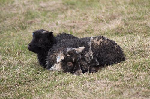 two black dogs laying in a field of grass at Lambastadir Guesthouse in Selfoss