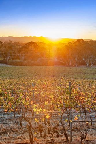 a vineyard at sunset with the sun setting in the background at Vineyard Farmstay at Vista Fiano in Clare