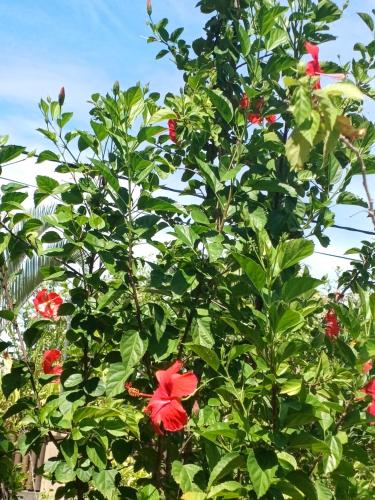 a tree with red flowers on it at La Banane Rouge Self Catering in La Digue