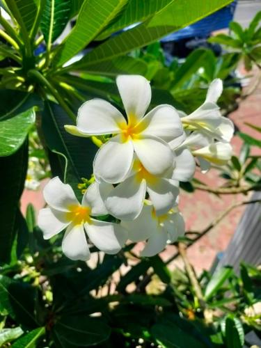 a bunch of white flowers with green leaves at HiSSS Style ชะอำ in Cha Am