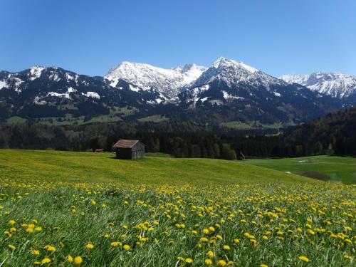 a field of flowers with mountains in the background at Ferienwohnungen im Färberhaus in Fischen