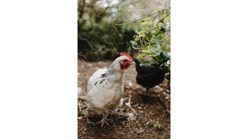 two chickens standing next to each other at The Ridge by Tiny Away in Korweinguboora