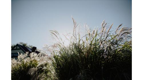 a field of tall grass with a house in the background at The Ridge by Tiny Away in Korweinguboora